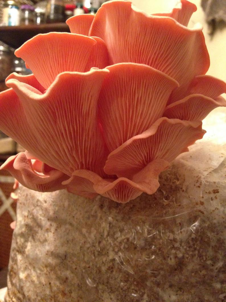 Pink Oyster Mushrooms
 Pink Oyster Mushroom Cultivation All Mushroom Info