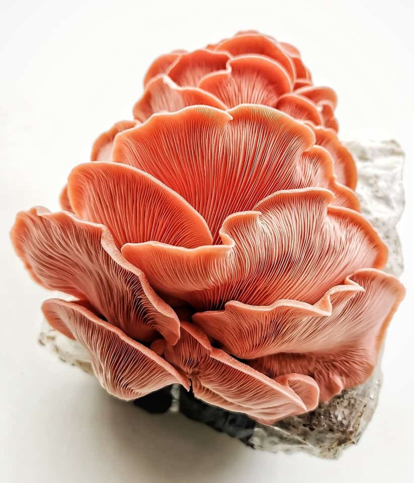 Pink Oyster Mushrooms
 Pink Oyster Mushroom Ready To Grow Kit Step By Step