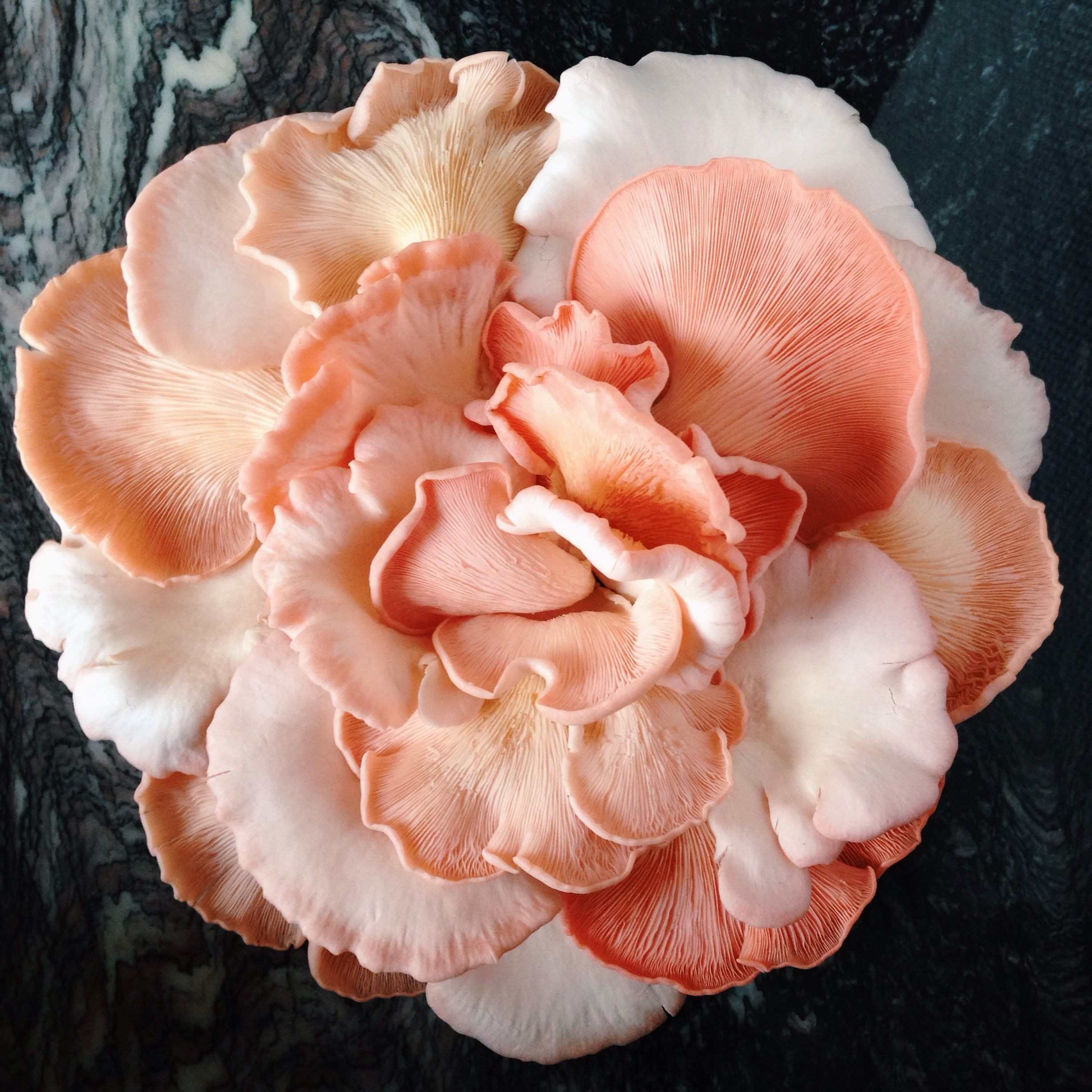 Pink Oyster Mushrooms
 pink oyster mushrooms Mushrooms & Fungi