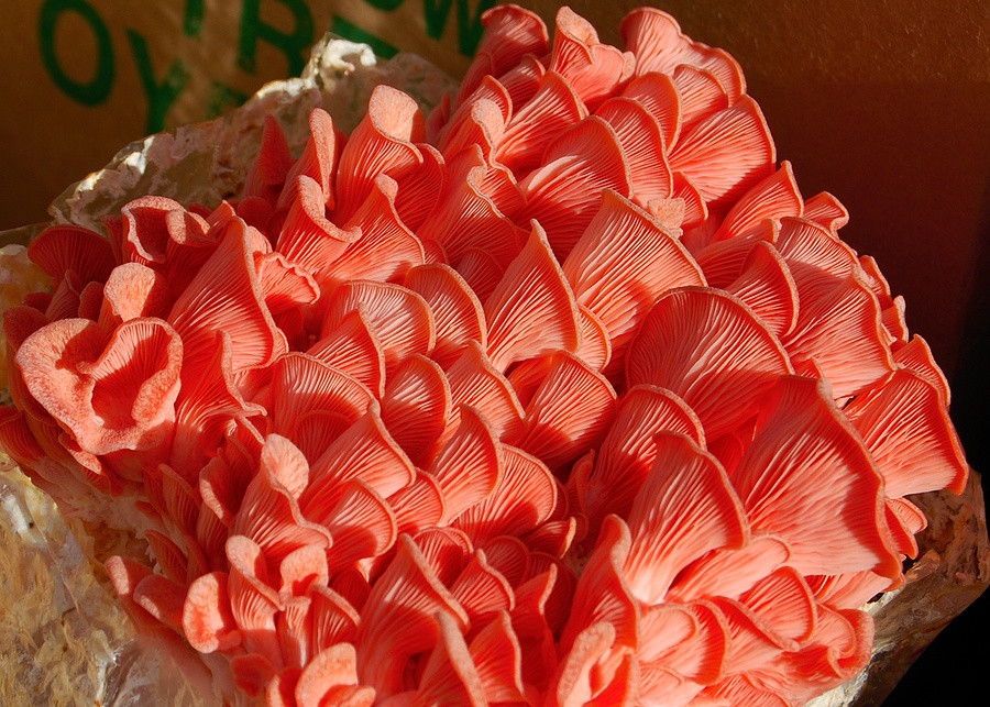Pink Oyster Mushrooms
 How To Grow Oyster Mushrooms The Ultimate Step By Step