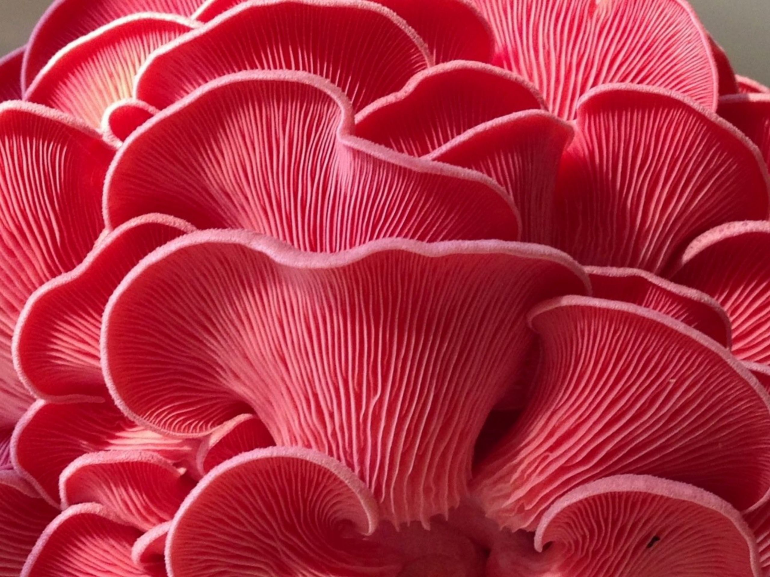 Pink Oyster Mushrooms
 Pink Oyster