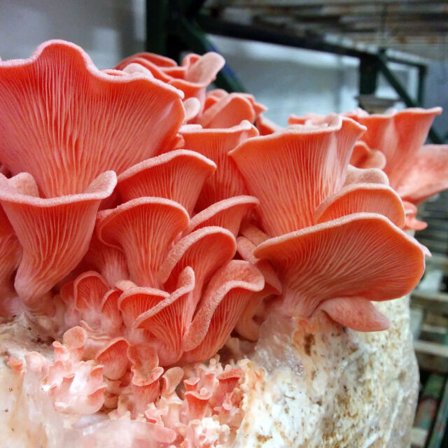 Pink Oyster Mushrooms
 10 G Fresh Pink Oyster Pleurotus Djamor Mushroom Seeds