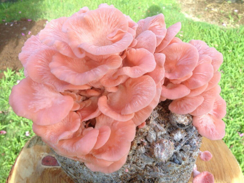 Pink Oyster Mushrooms
 10g Pink Oyster Mushroom Grow Kit Grow Mushrooms on coffee