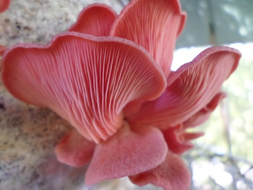 Pink Oyster Mushrooms
 Pink Oyster Mushroom Culture