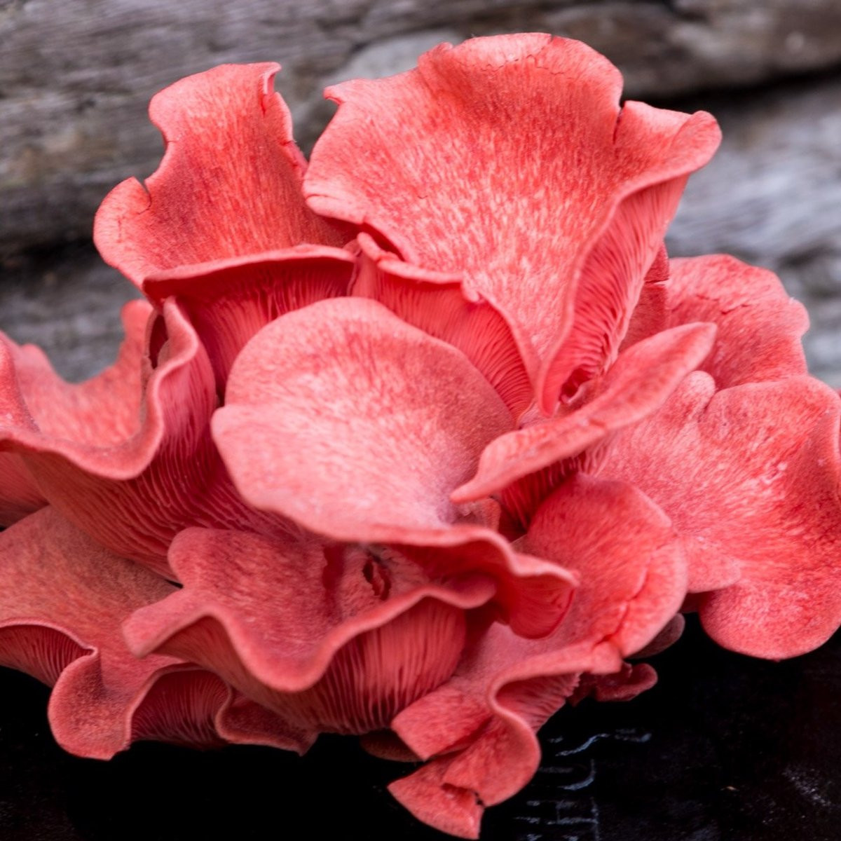 Pink Oyster Mushrooms
 Pink Oyster Mushrooms Cluster or Trimmed UK Next Day