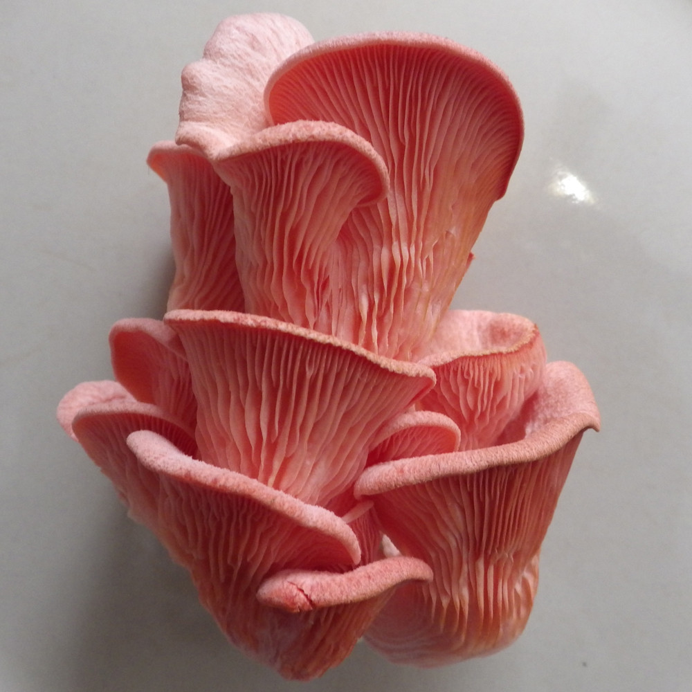 Pink Oyster Mushrooms
 Ready 2 Fruit™ Pink Oyster – Ready 2 Fruit Mushrooms