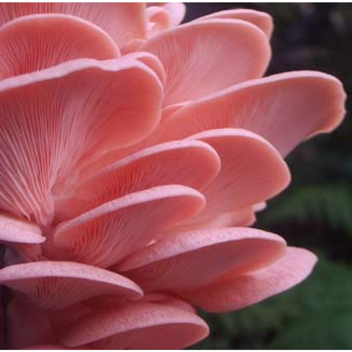 Pink Oyster Mushrooms
 Mushrooms 101