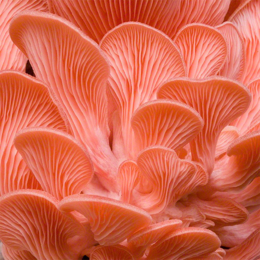 Pink Oyster Mushrooms
 Pink Oyster Grain Master Jar — Fungi Perfecti