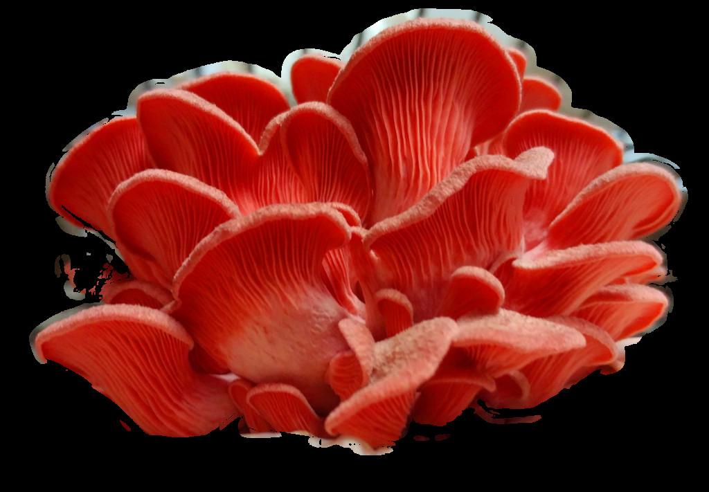 Pink Oyster Mushrooms
 Pink Oyster Mushroom · Fresh Niagara