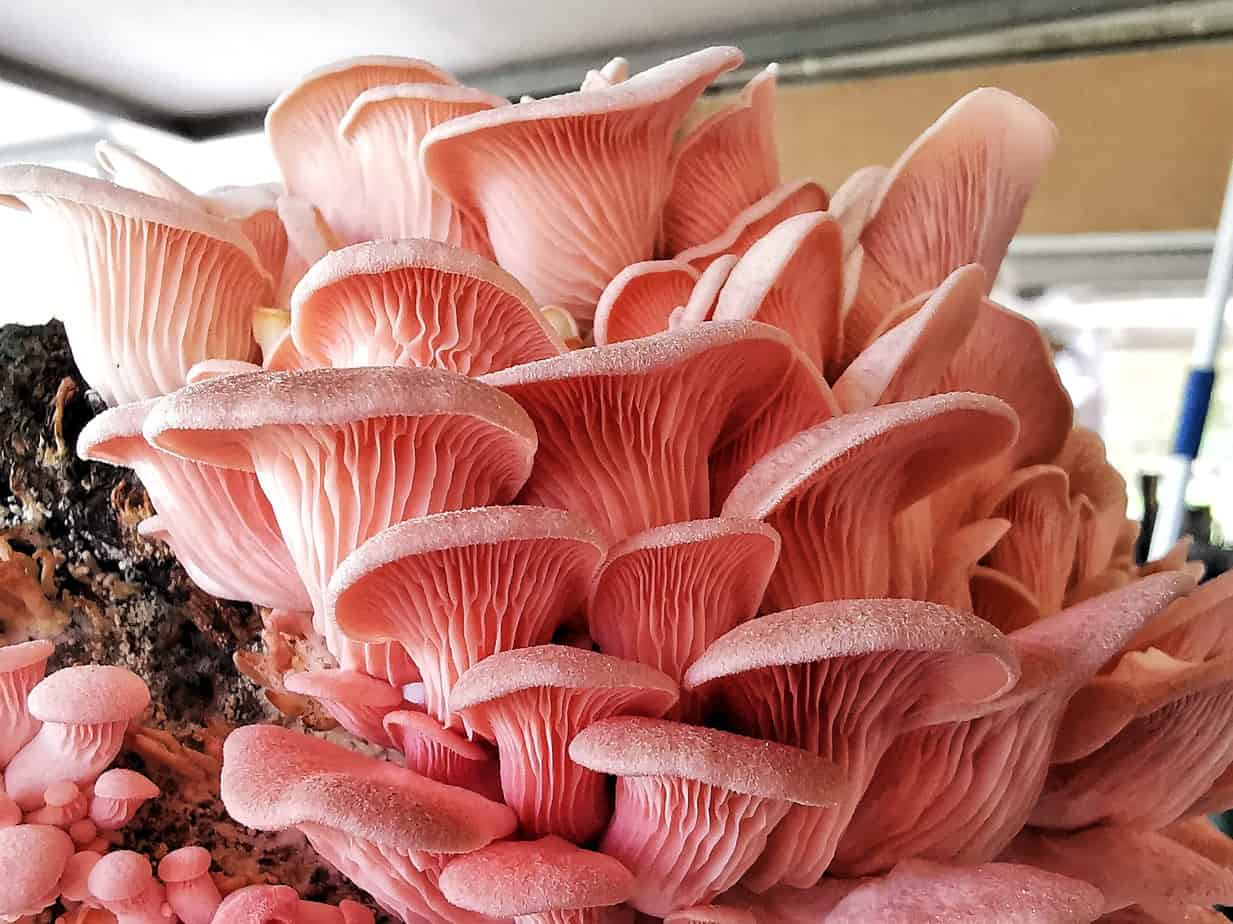Pink Oyster Mushrooms
 Pink Oyster Mushroom Grain Spawn Urban Spore