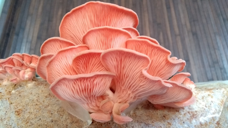 Pink Oyster Mushrooms
 Pink Oyster Mushroom Sawdust Spawn