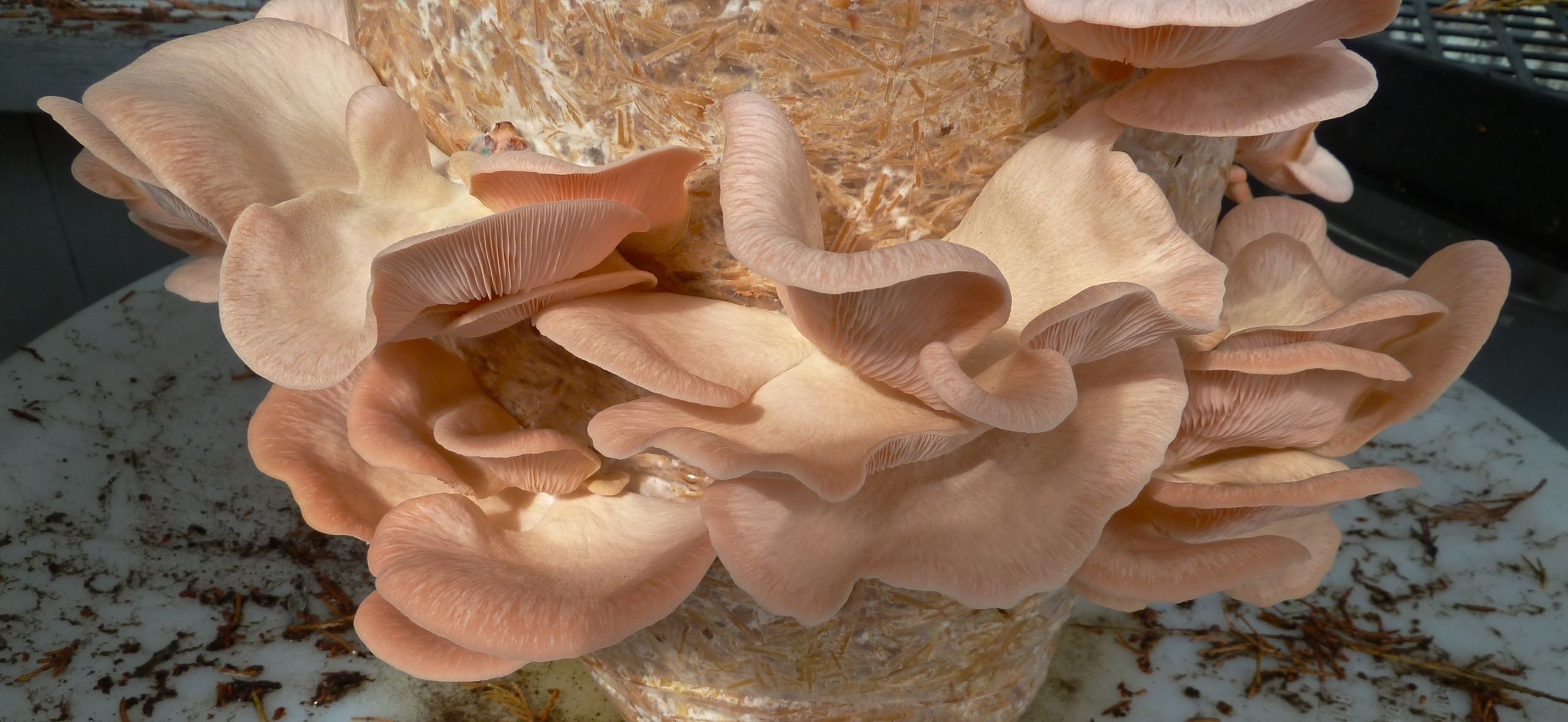 Pink Oyster Mushrooms
 Pleurotus djamor the Love Mushroom