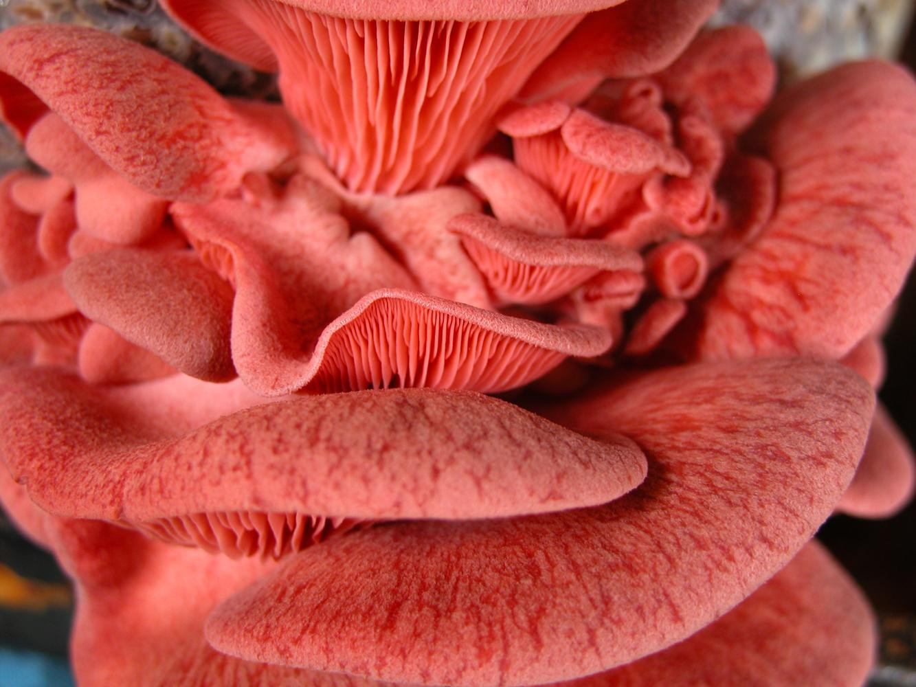 Pink Oyster Mushrooms
 Oyster Pink Pleurotus djamor mushroom Plug Spawn 75