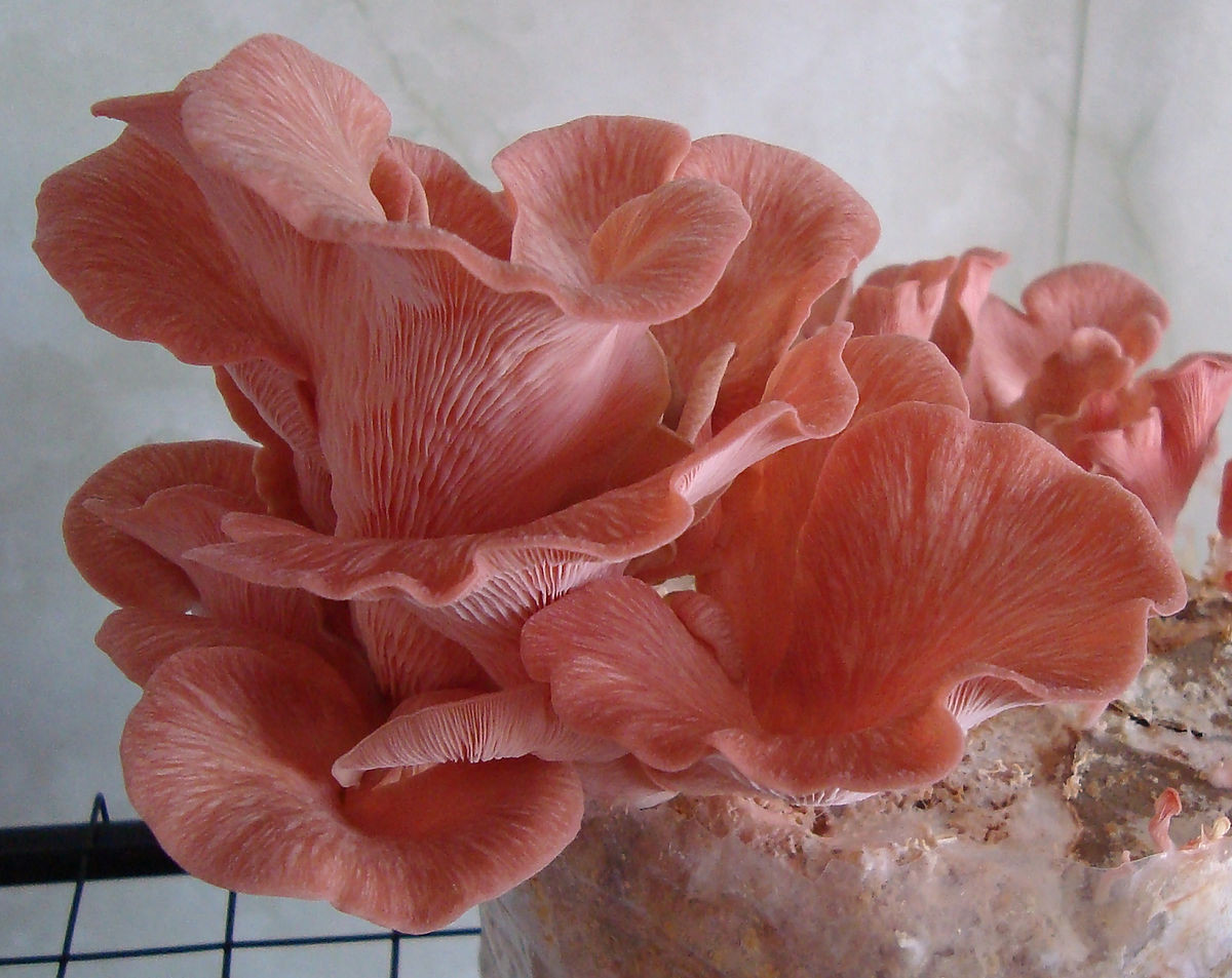 Pink Oyster Mushrooms
 Pleurotus djamor