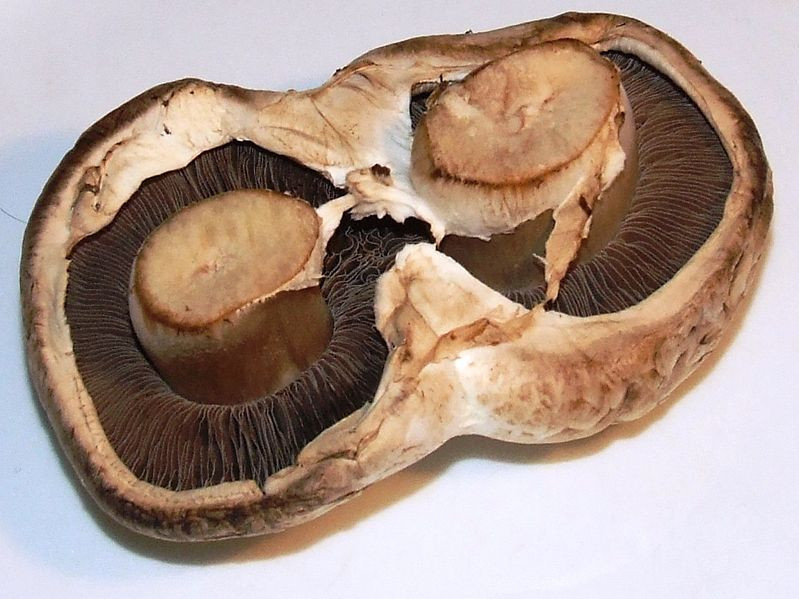 Portobello Mushrooms Wiki
 File Agaricus bisporus Cup mushroom doubled