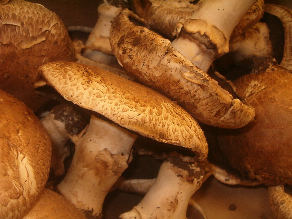 Portobello Mushrooms Wiki
 File Portobello mushrooms