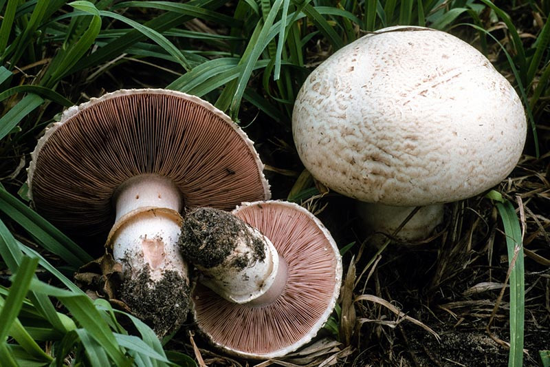 Portobello Mushrooms Wiki
 California Fungi Agaricus bisporus