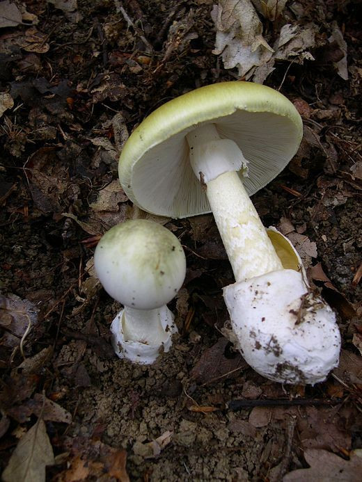 Portobello Mushrooms Wiki
 Paddenstoel schimmel Paddestoelen en Wilde
