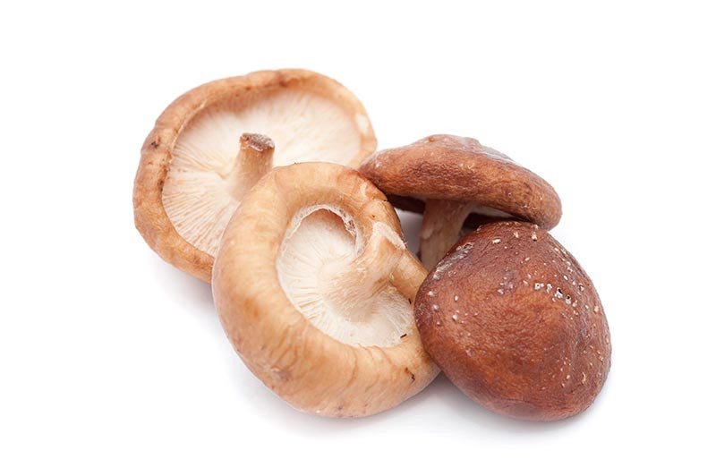 Shiitake Mushrooms Benefits
 Quiet Corner Shiitake Mushrooms Health Benefits Quiet Corner
