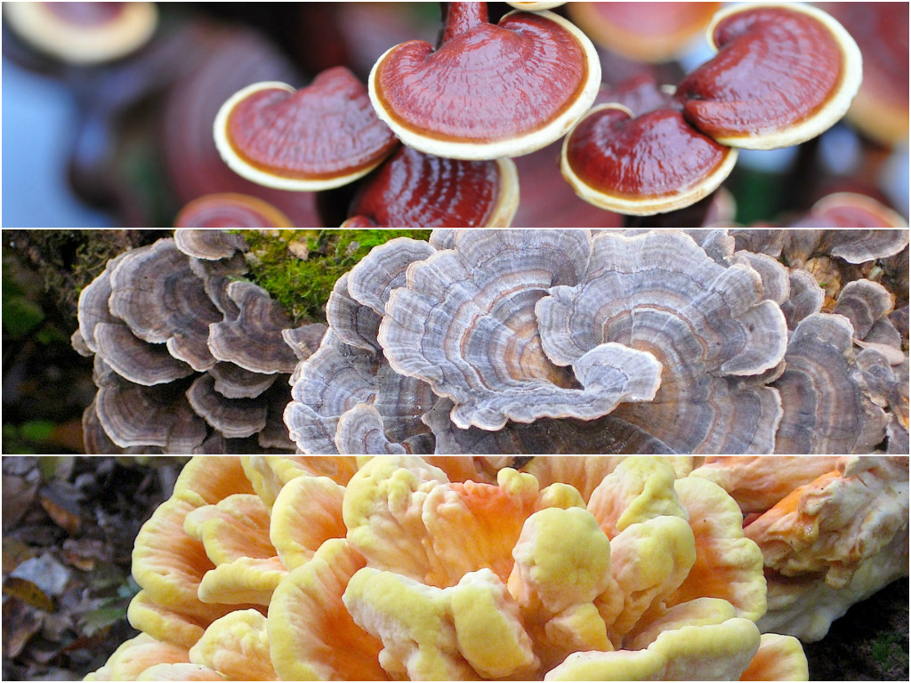 Shiitake Mushrooms Benefits
 Mushroom Health Benefits Herbal Reme s