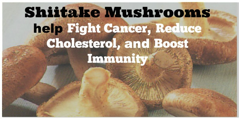 Shiitake Mushrooms Benefits
 The Many Health Benefits of Shiitake Mushrooms
