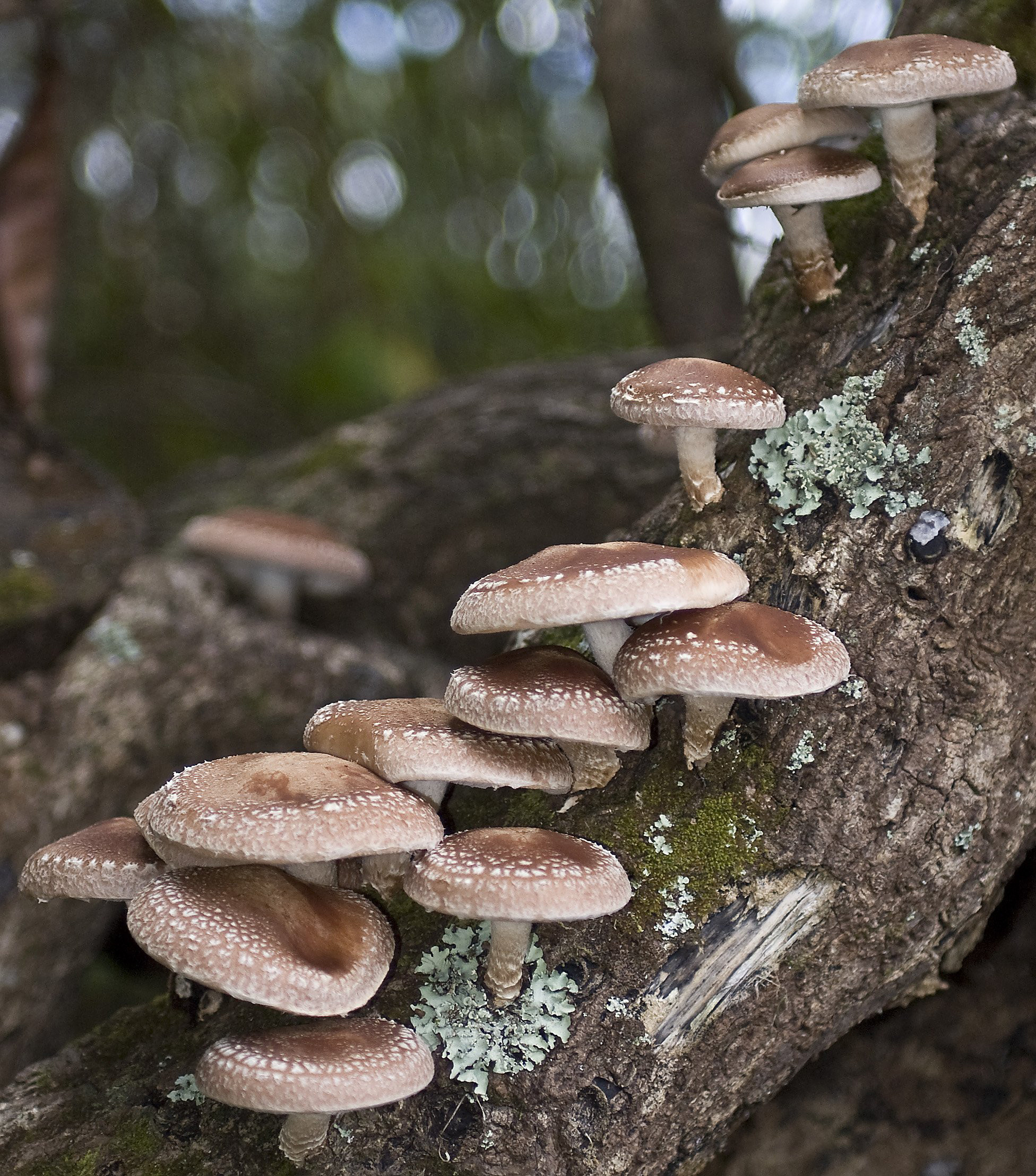 Shiitake Mushrooms Benefits
 Shiitake mushroom Fact Health Benefits & Nutritional Value