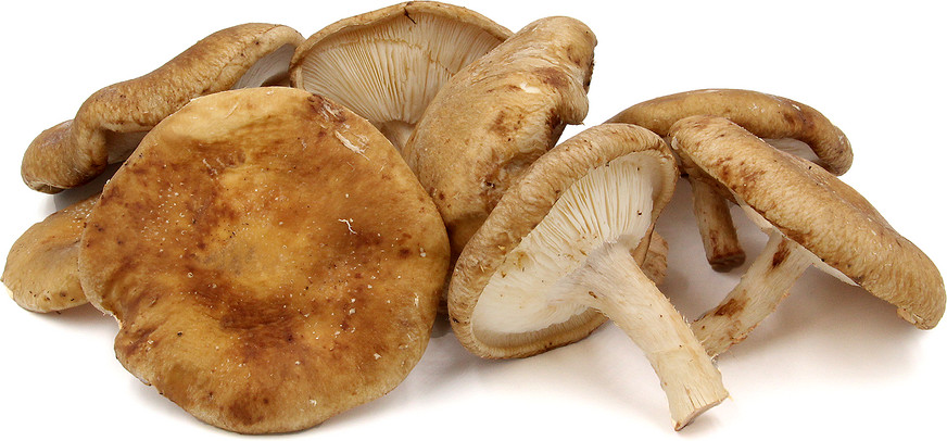 Shiitake Mushrooms Benefits
 The Most Staggering Health Benefits Shiitake Mushroom