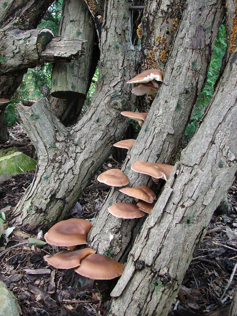 Shiitake Mushrooms Grow
 Extension fers Hands on Shiitake Mushroom Cultivation