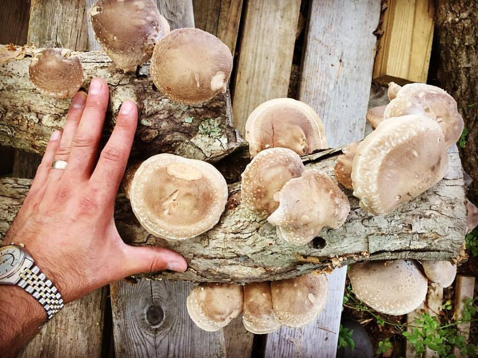 Shiitake Mushrooms Grow
 ONLINE Class Growing Mushrooms Outdoors Shiitake