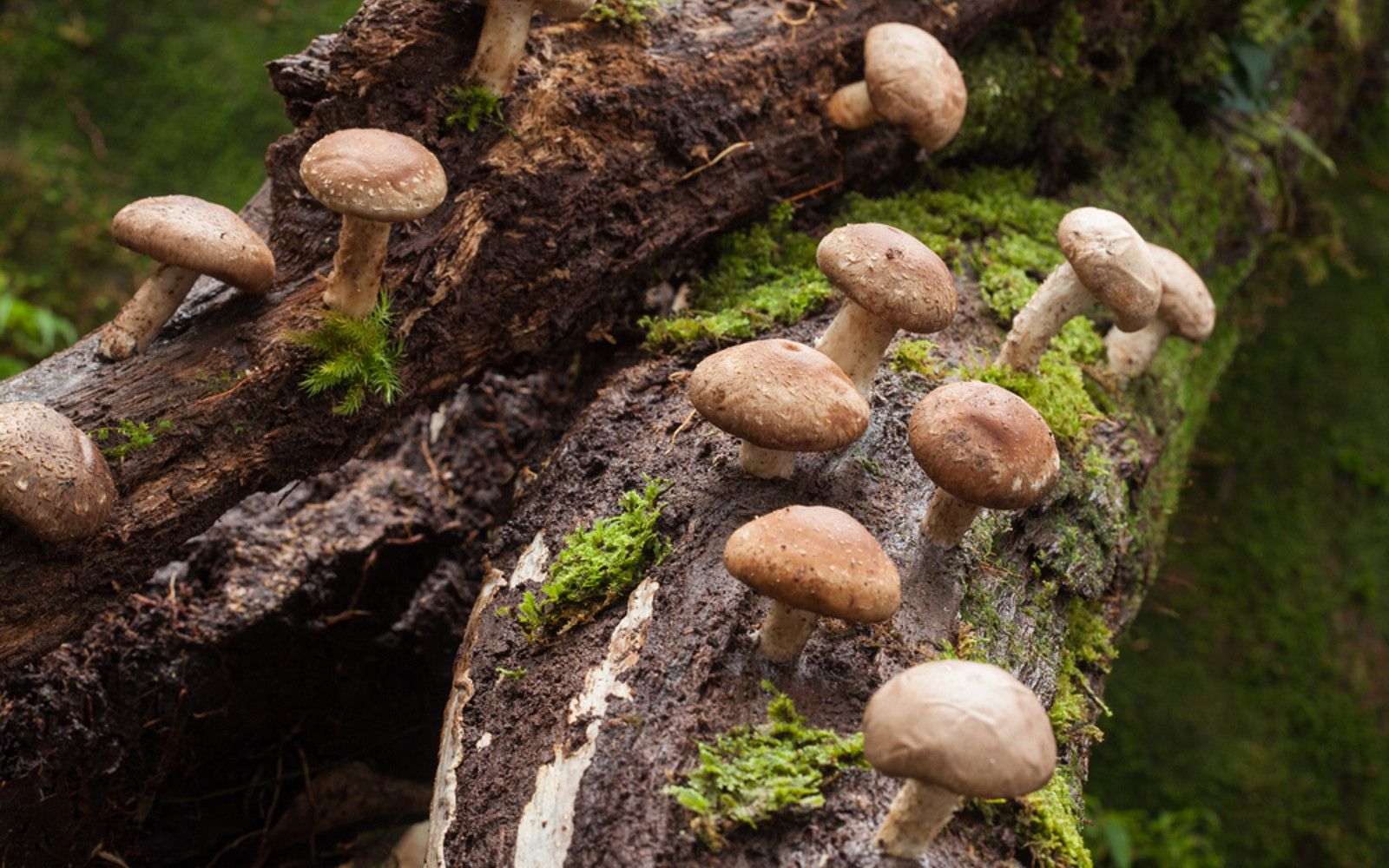 Shiitake Mushrooms Grow
 Shiitake Mushrooms an Earthy Mushroom Perfect For Soups