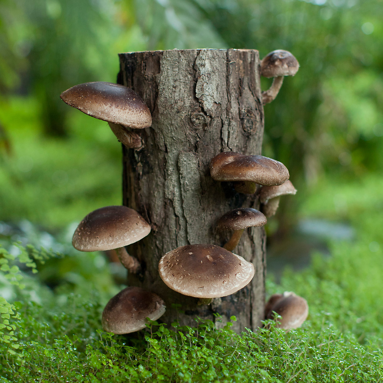 Shiitake Mushrooms Grow
 Shiitake Mushroom Log