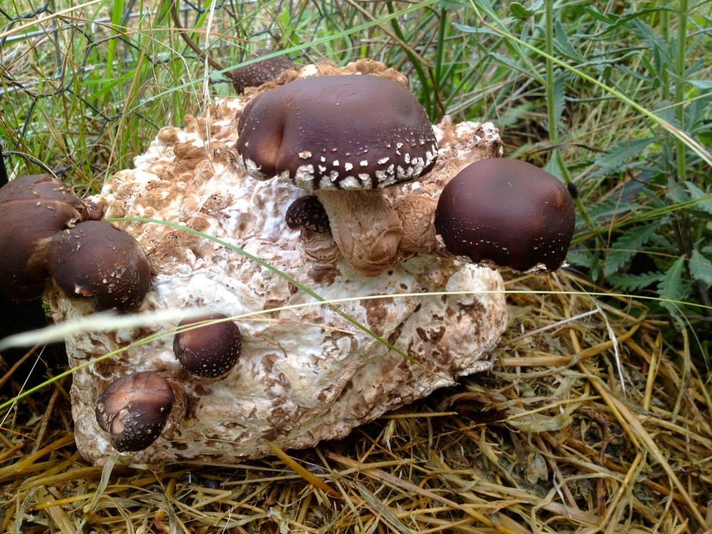 Shiitake Mushrooms Grow
 Growing Shiitake Mushrooms on Sawdust Spawn Milkwood
