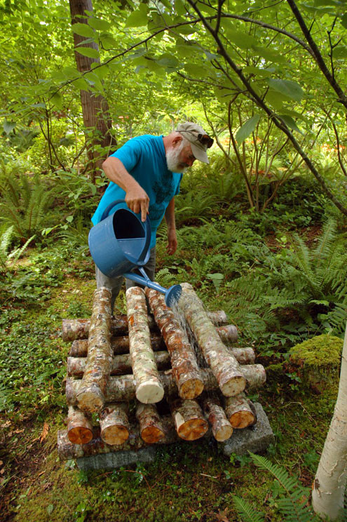 Shiitake Mushrooms Grow
 Growing Shiitake Mushrooms Dr Weil s Garden