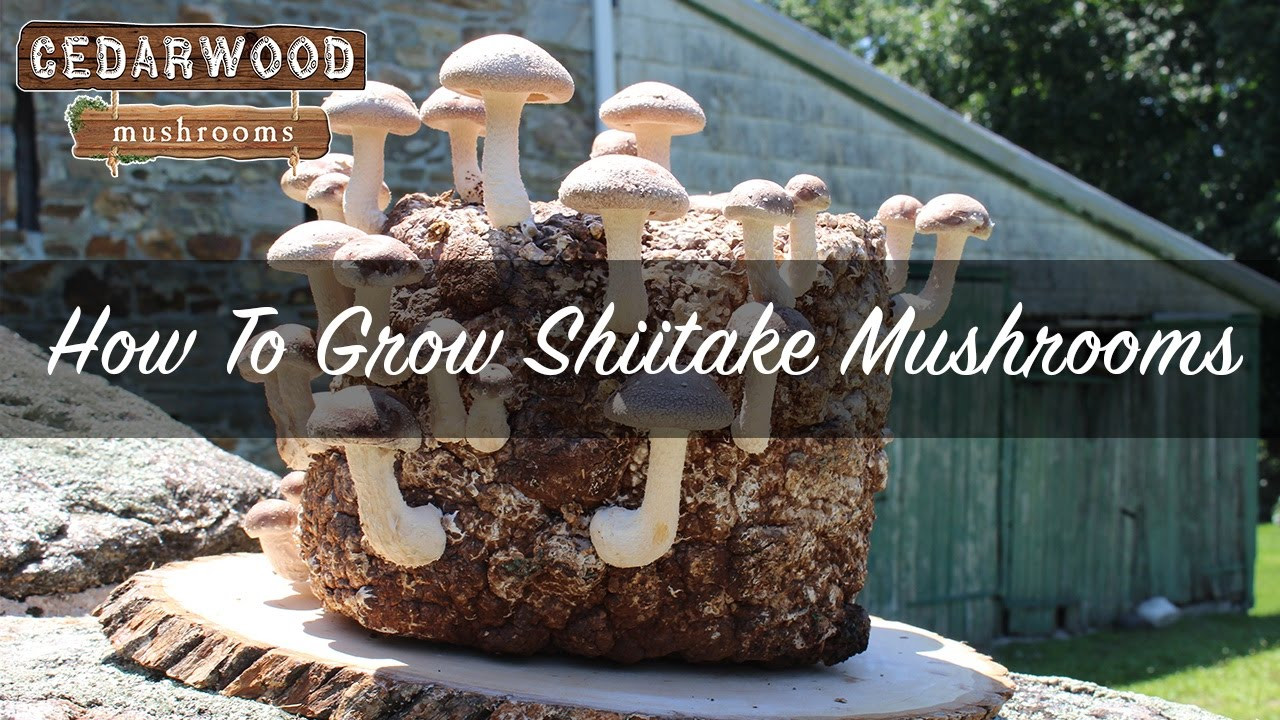 Shiitake Mushrooms Grow
 How To Grow Shiitake Mushrooms