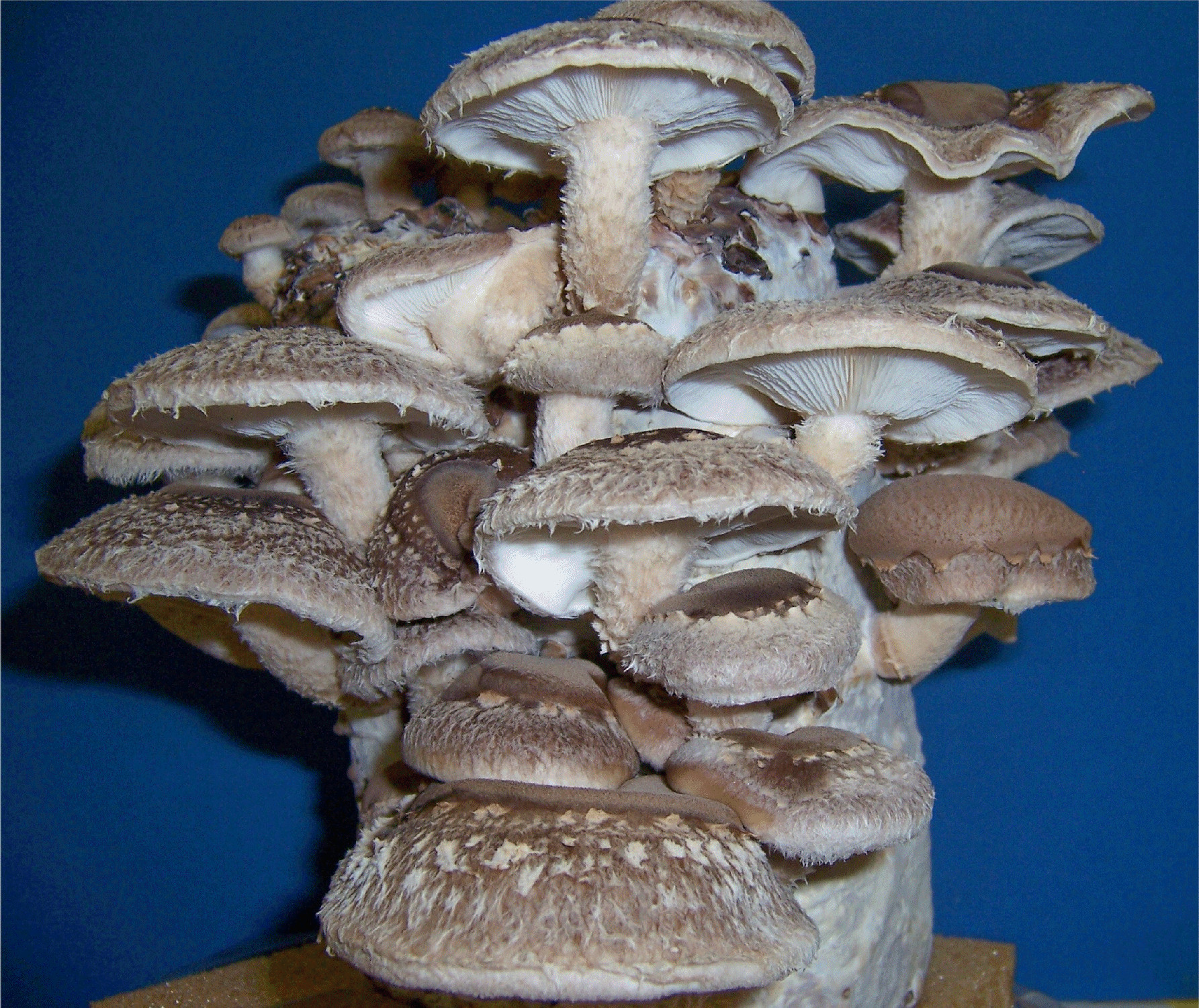 Shiitake Mushrooms Grow
 Organic Gourmet Mushroom Kits & ProductsGrow Morel