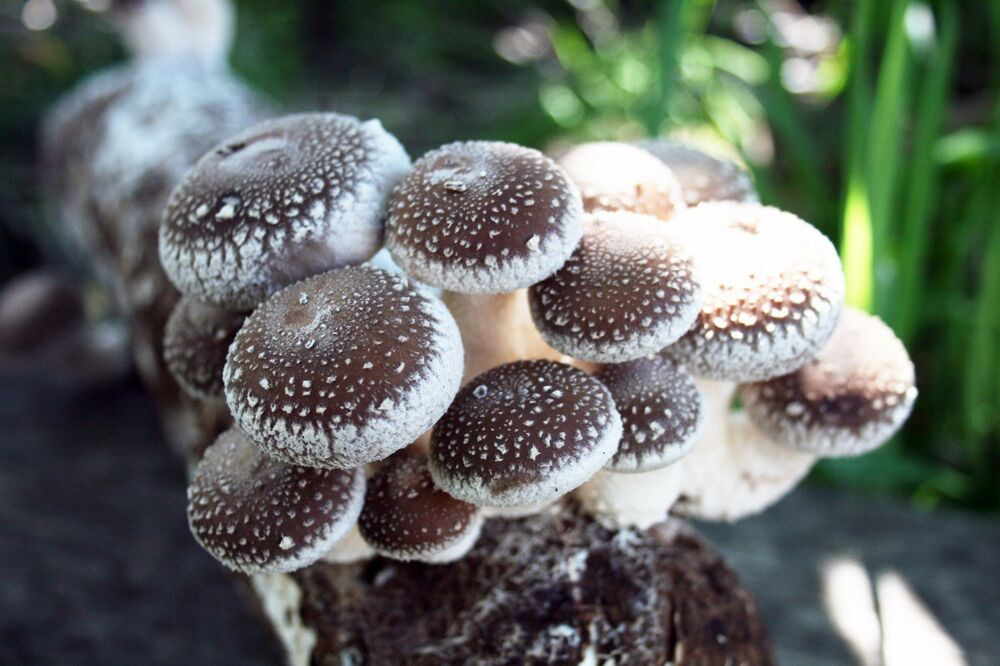Shiitake Mushrooms Grow
 Shiitake Mushroom Growing Kit