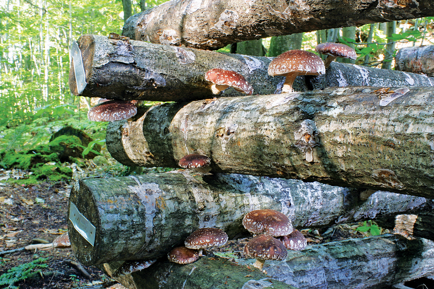 Shiitake Mushrooms Grow
 Growing Shiitake Mushrooms on a Log Countryside