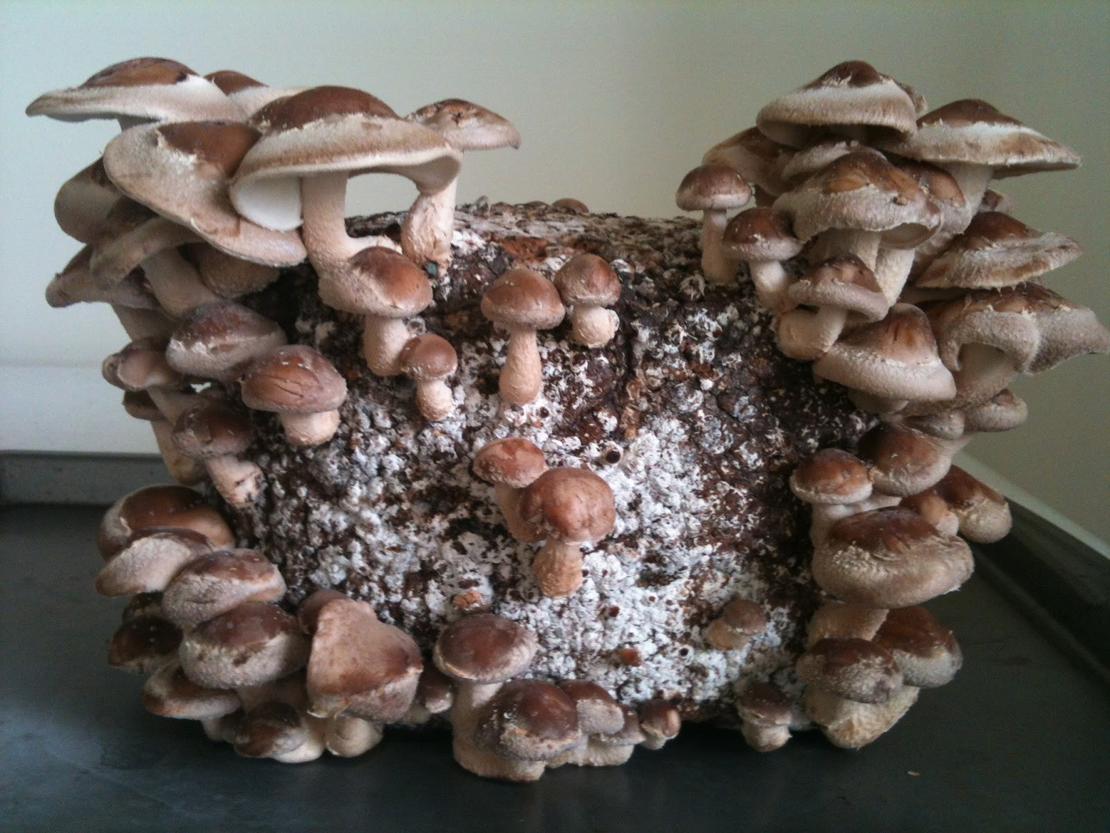 Shiitake Mushrooms Grow
 Vegan Food for Life Home Grown Shiitake Mushrooms