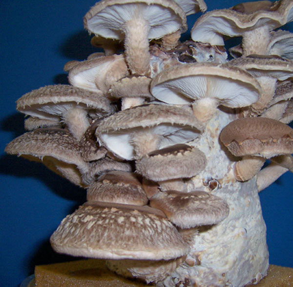 Shiitake Mushrooms Grow
 1 Shiitake Mushroom Growing Kit – Gourmet Mushrooms