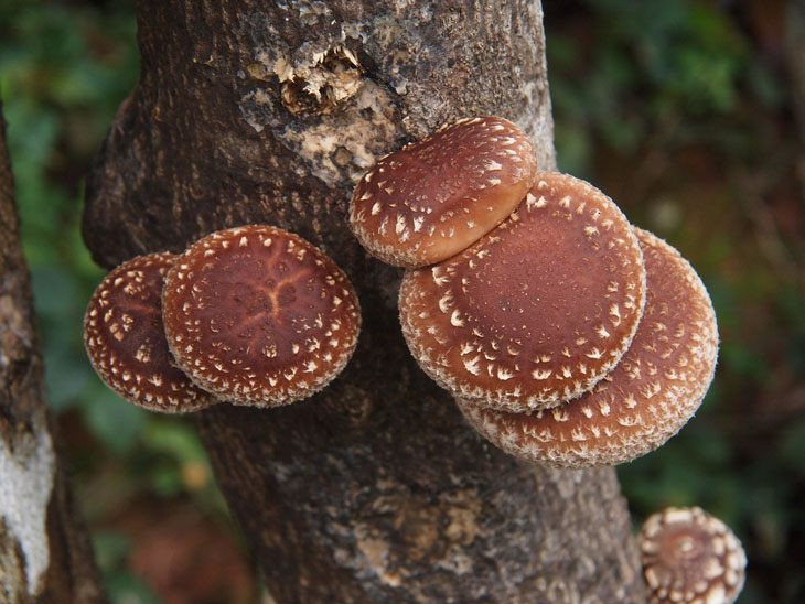 Shiitake Mushrooms Grow
 How To Grow Shiitake Mushrooms In Just $5 Best Way Is To