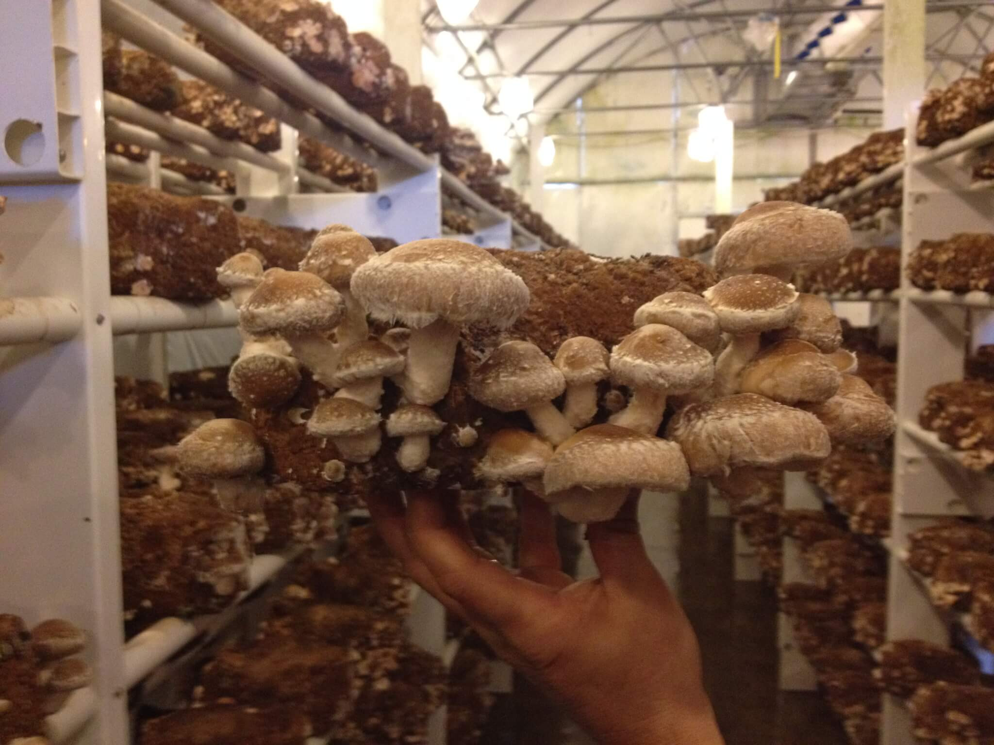 Shiitake Mushrooms Grow
 Organic Shiitake Mushroom Block
