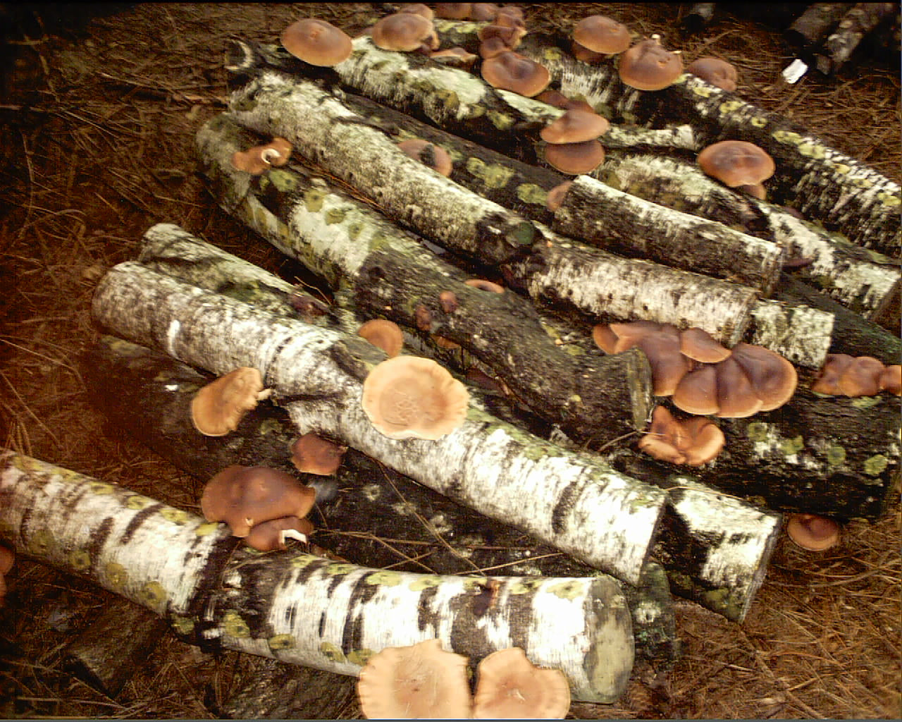 Shiitake Mushrooms Grow
 Outdoor Mushroom Growing — Veggie Gardening Tips