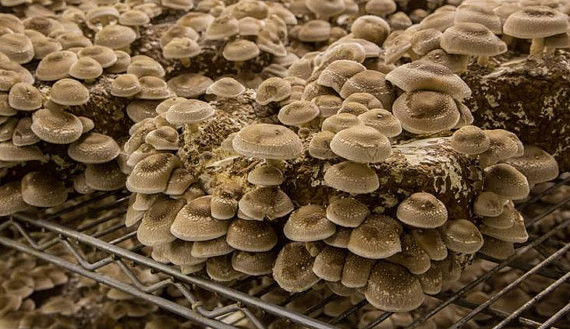 Shiitake Mushrooms Grow
 Shiitake Mushroom Growing Kit FREE SHIPPING