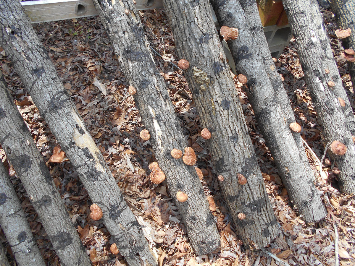 Shiitake Mushrooms Grow
 Deliciously Simple Method Growing Beautiful Shiitake