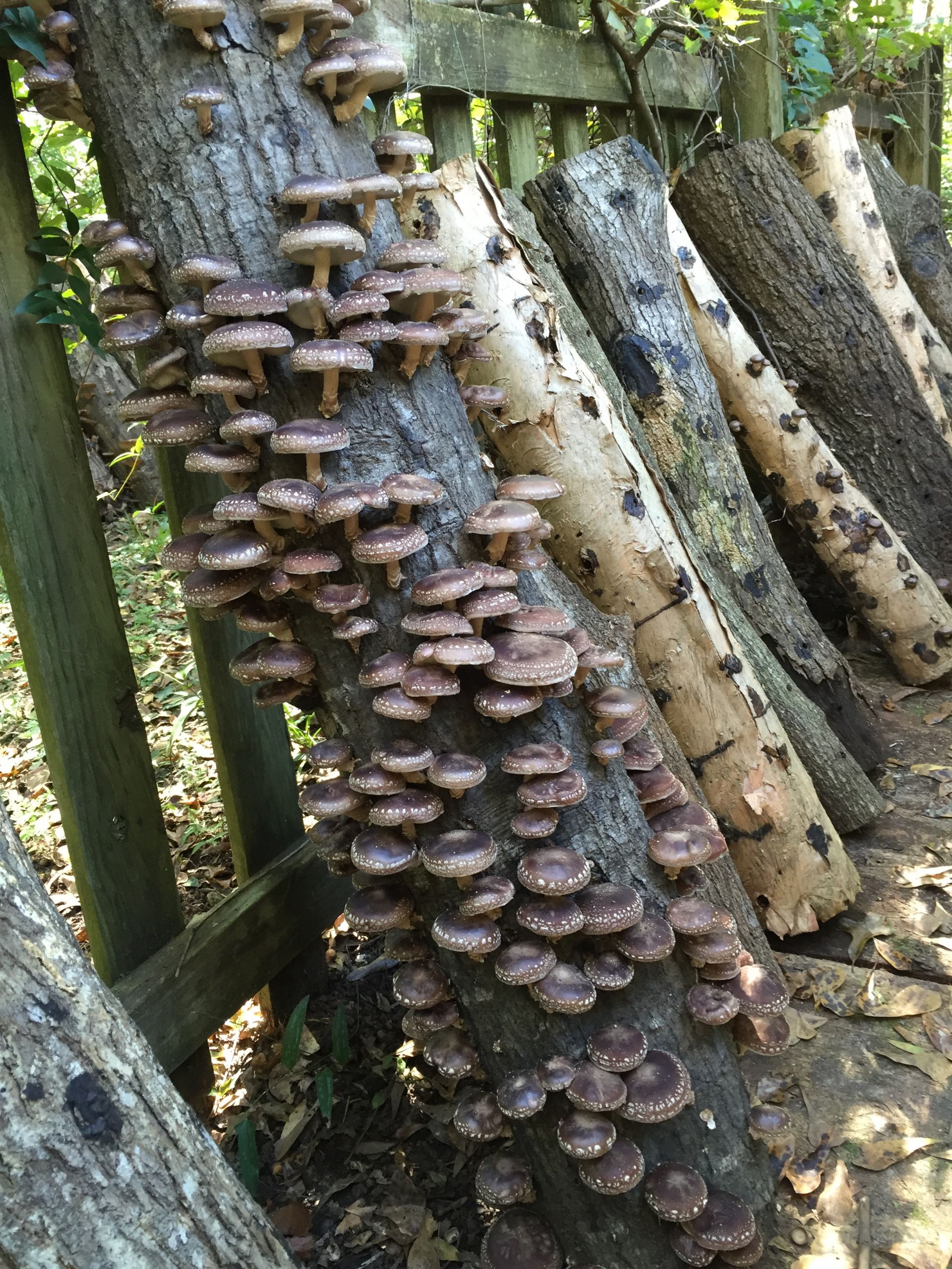 Shiitake Mushrooms Grow
 Grow Shiitake Mushrooms in Your Backyard