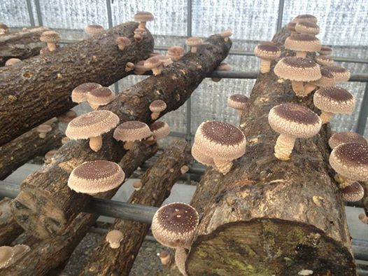 Shiitake Mushrooms Grow
 Mushrooming To her Totally Shiitake Workshop Trends
