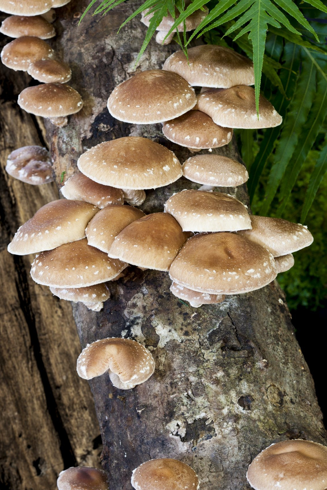 Shiitake Mushrooms Grow
 Can You Grow Shiitake Mushrooms Indoors – Tips Growing