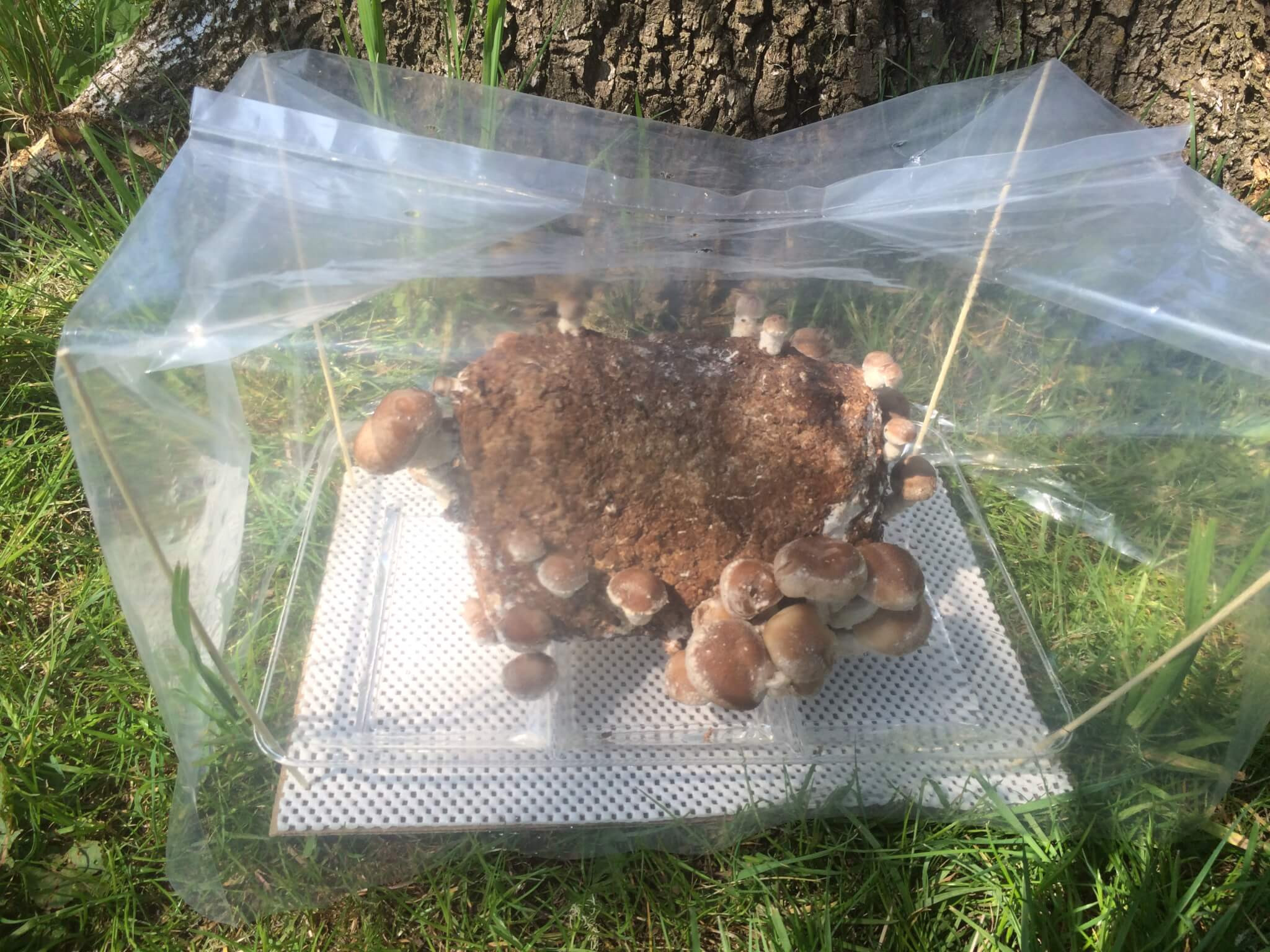 Shiitake Mushrooms Grow
 Organic Shiitake Grow Kit