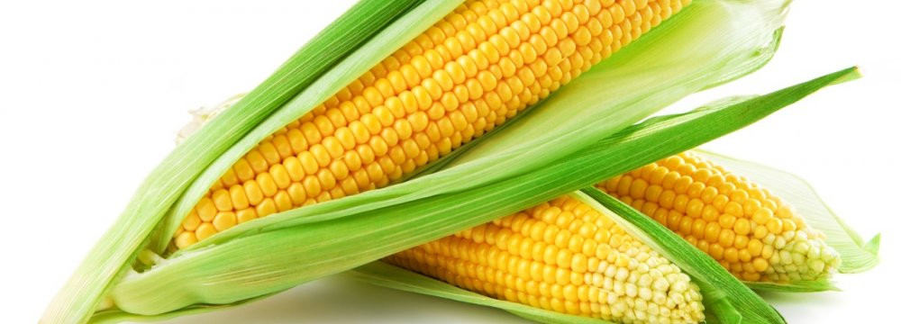 Soluble Corn Fiber
 Soluble Corn Fiber May Improve Girls’ Bone Health