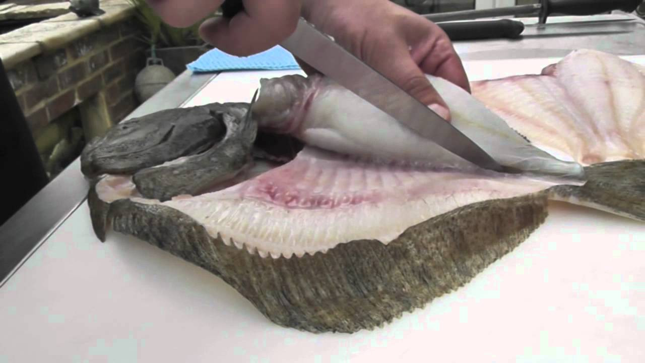 Turbot Fish Recipes
 Passionate About Fish How to Fillet a Wild Turbot